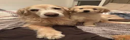 Golden Retriever dogs for sale: 2 adorable Golden Retrievers - Advert 1