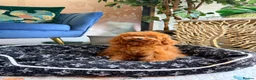 Toy Poodle dogs for sale: Asian Teddy poodle Girl very tiny - Advert 8