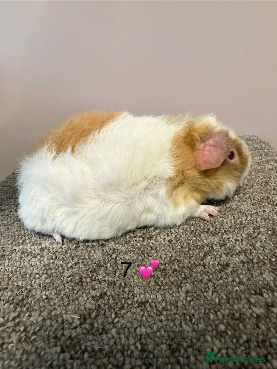 Guinea Pig rodents for sale: Rex & Teddy sows - Advert 13