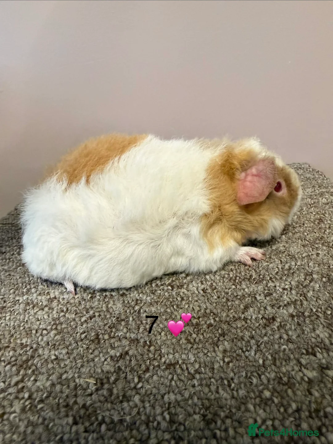 Guinea Pig rodents for sale: Rex & Teddy sows - Advert 13