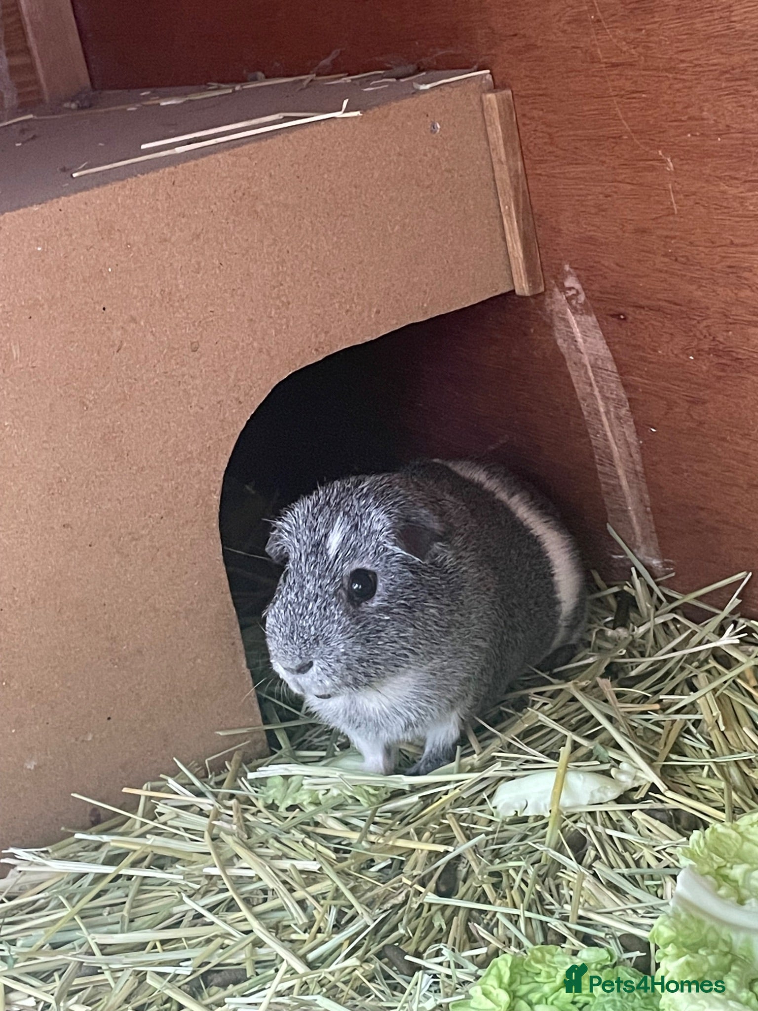Guinea Pig rodents Guinea pig looking for new home.  - Advert 1