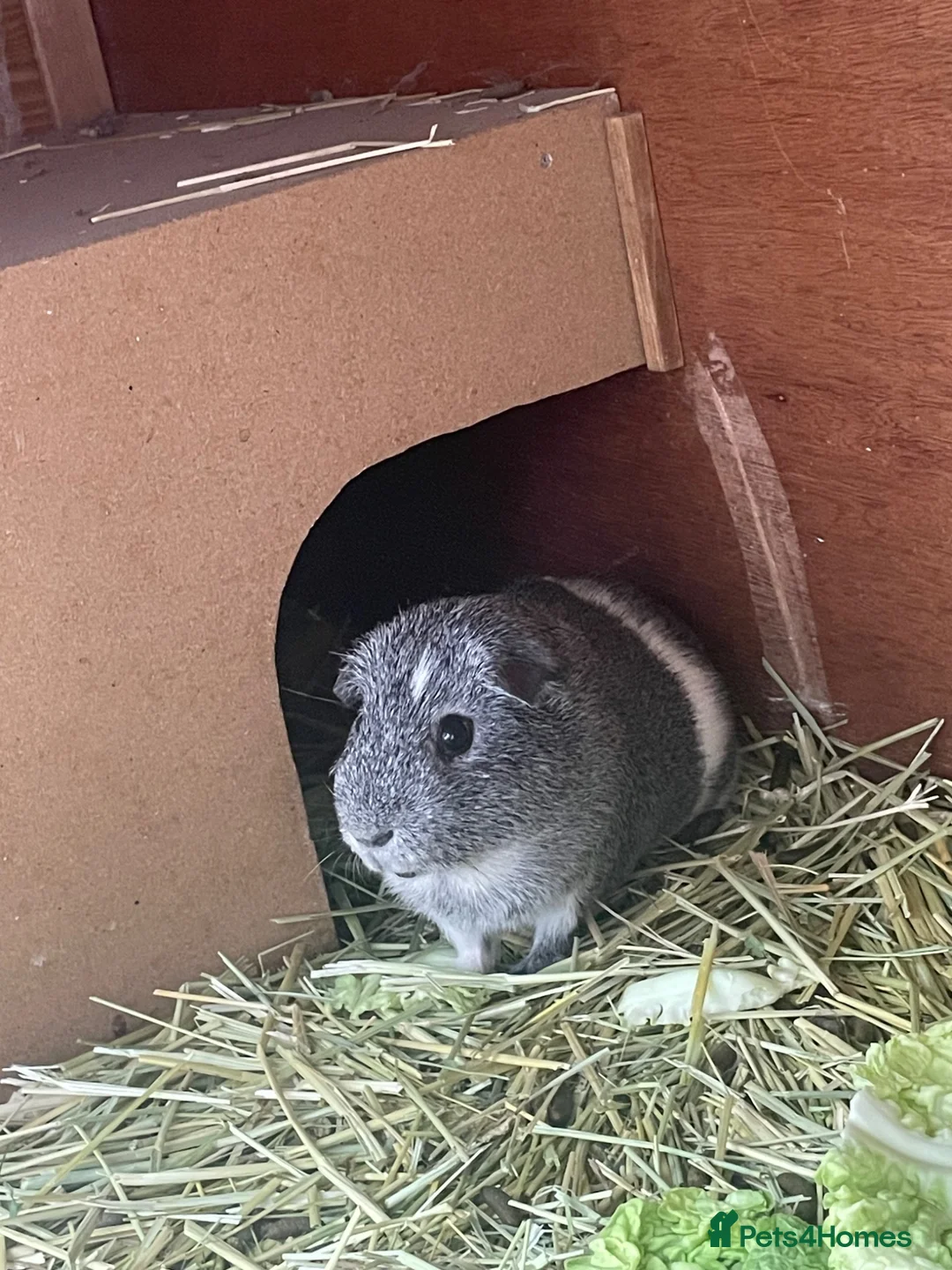Guinea Pig rodents for sale: Guinea pig looking for new home.  - Advert 1