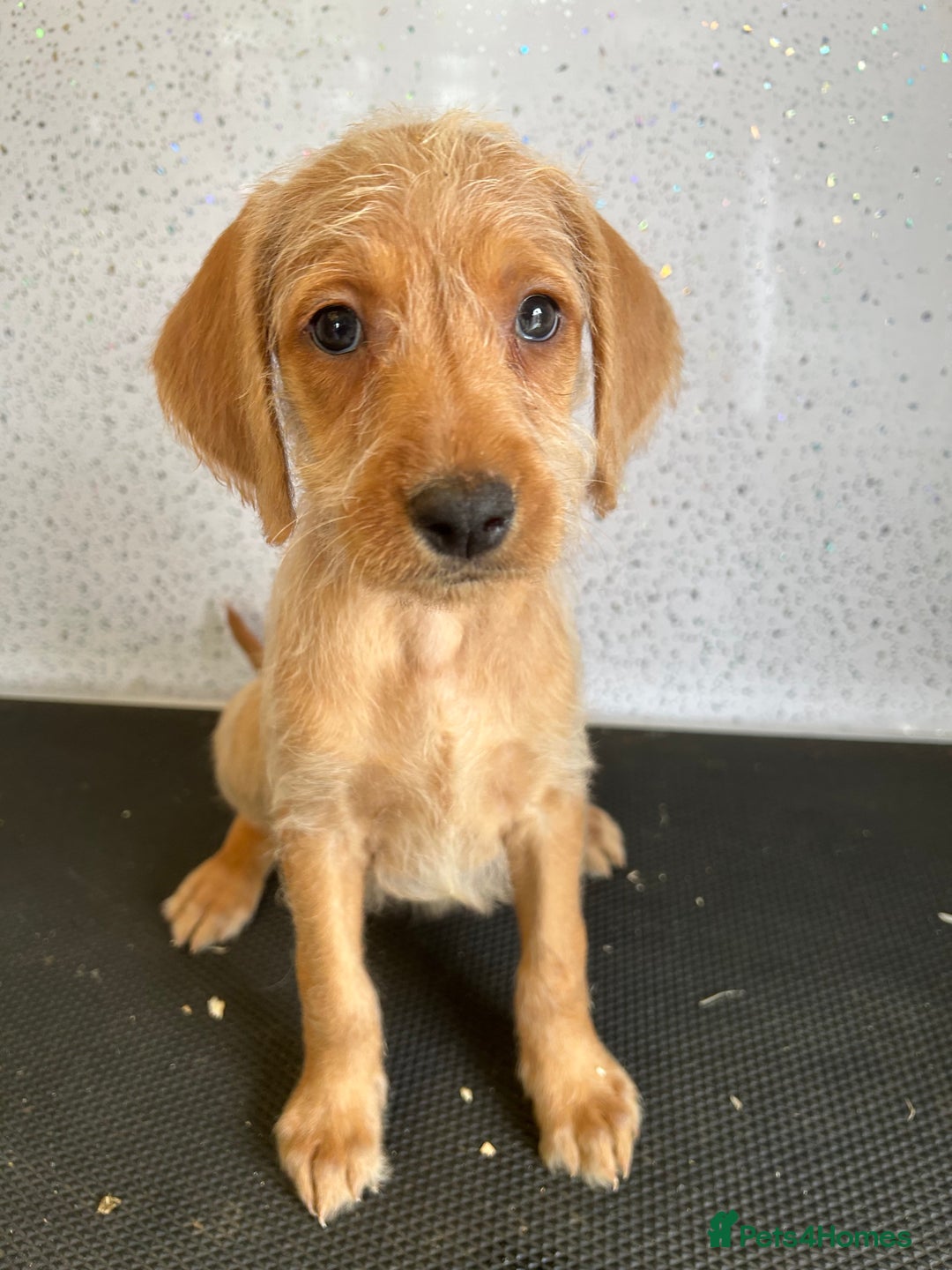 Mixed Breed dogs for sale: Stunning vizapoo puppies  - Image 1