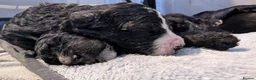 Sheepadoodle dogs for sale: 5 Adorable sheepadoodles  - Advert 11