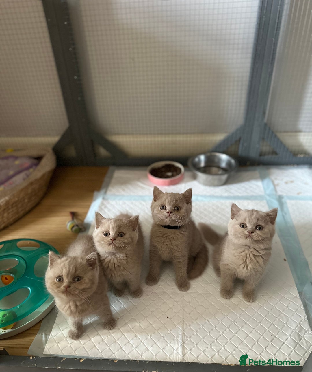 British Shorthair cats for sale: British shorthair kittens  - Image 7