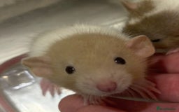 Rat rodents for sale: Baby rats (males and females) - Image 5