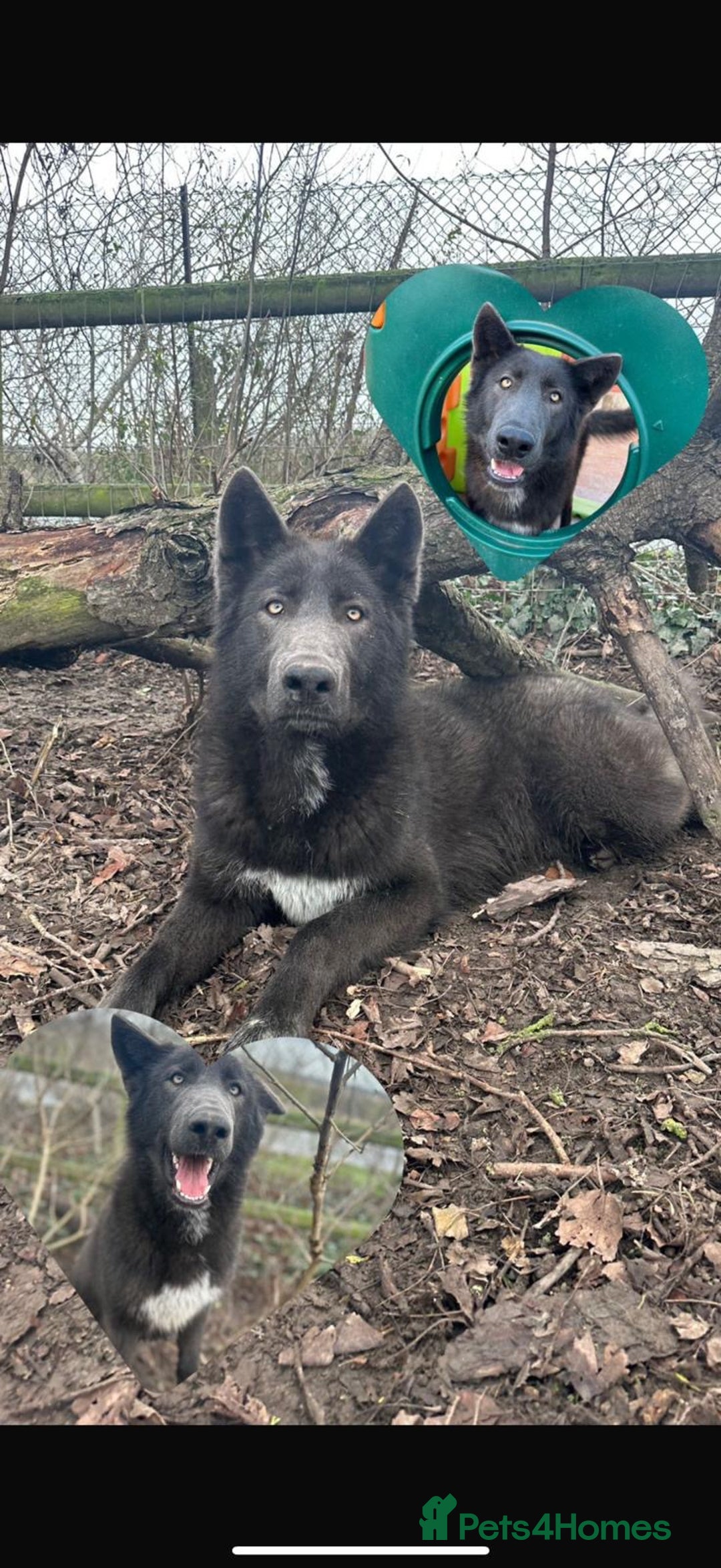 Saarloos Wolfdog dogs for sale: Stunning Low Content Wolfdog Puppies - Advert 4