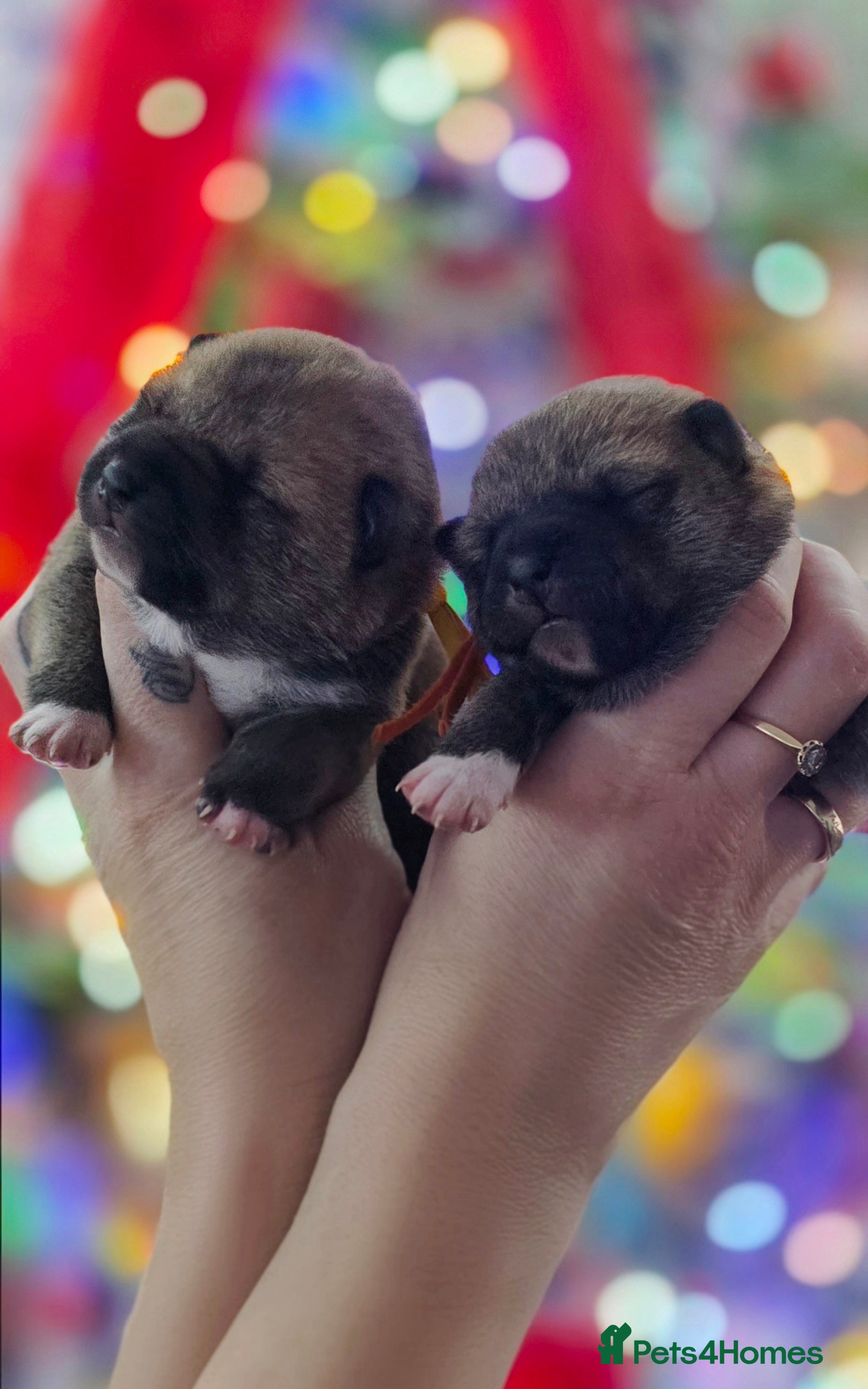 Japanese Shiba Inu dogs Outstanding Japanese Shiba Inu - Advert 1