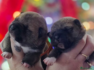 Japanese Shiba Inu dogs Outstanding Japanese Shiba Inu - Advert 8