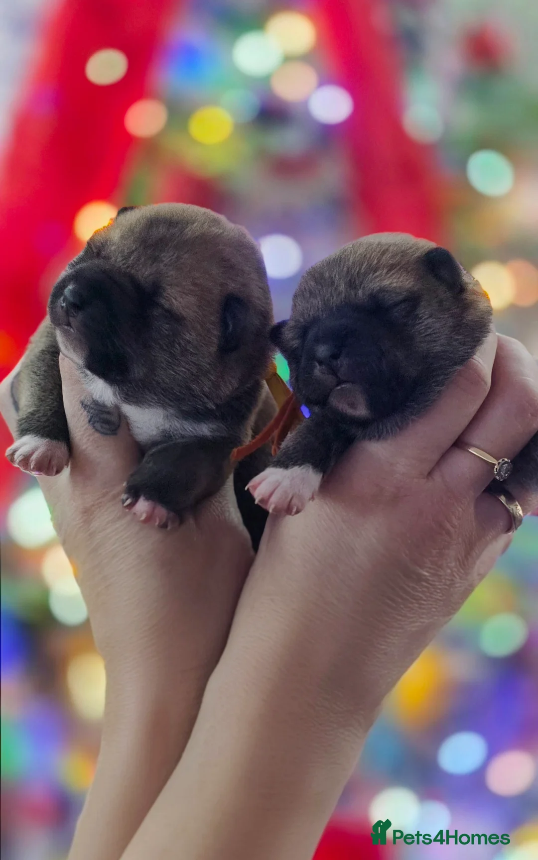 Japanese Shiba Inu dogs for sale: Outstanding Japanese Shiba Inu - Advert 6