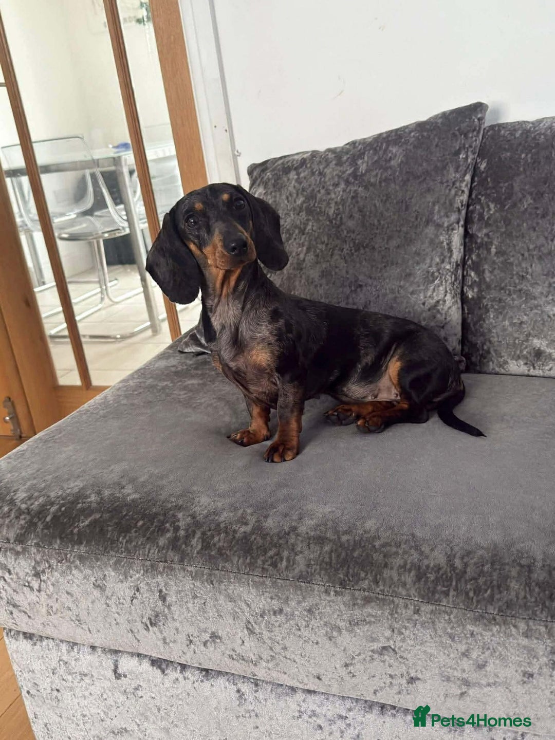 Miniature Dachshund dogs for sale: Miniature Dapple Daschund - Advert 1