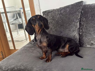 Miniature Dachshund dogs Miniature Dapple Daschund - Advert 1