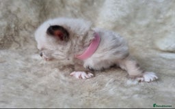 Ragdoll cats for sale: 2 male pure Ragdoll kittens ready now!  - Image 16