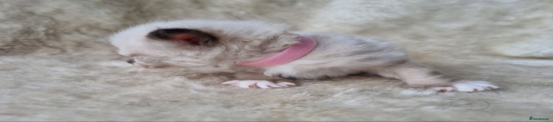 Ragdoll Kitten 6