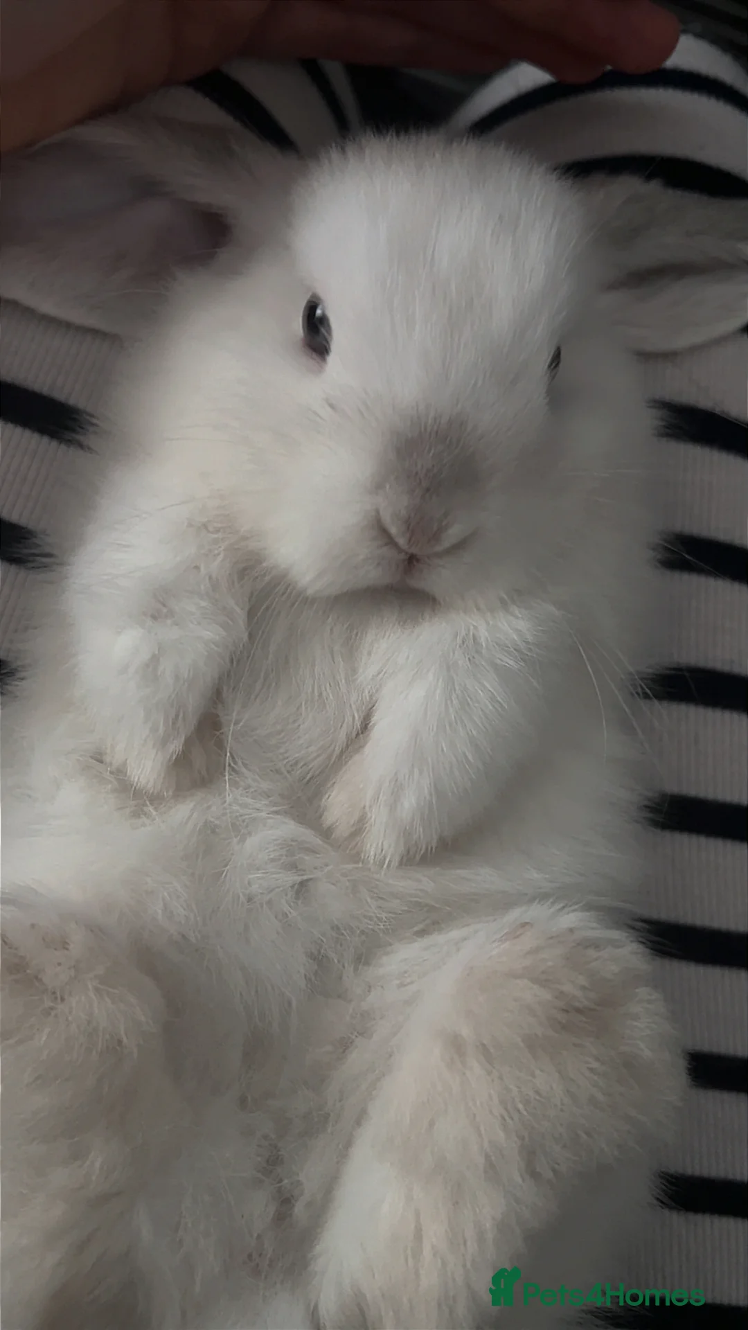 Mini Lop rabbits for sale: 2 mini lops for rehoming in Doncaster - Advert 2