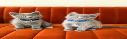 British Shorthair cats for sale:     Gorgeous Blue British Shorthair Kittens 💙💙🩷 - Advert 2