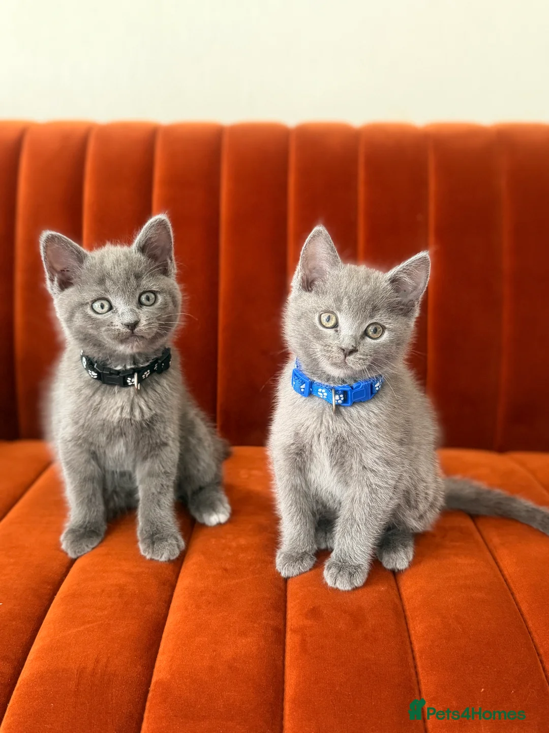 British Shorthair cats for sale:     Gorgeous Blue British Shorthair Kittens 💙💙🩷 - Advert 2