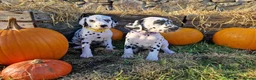 Dalmatian dogs for sale: KC Registered Dalmatian Puppies  - Advert 13