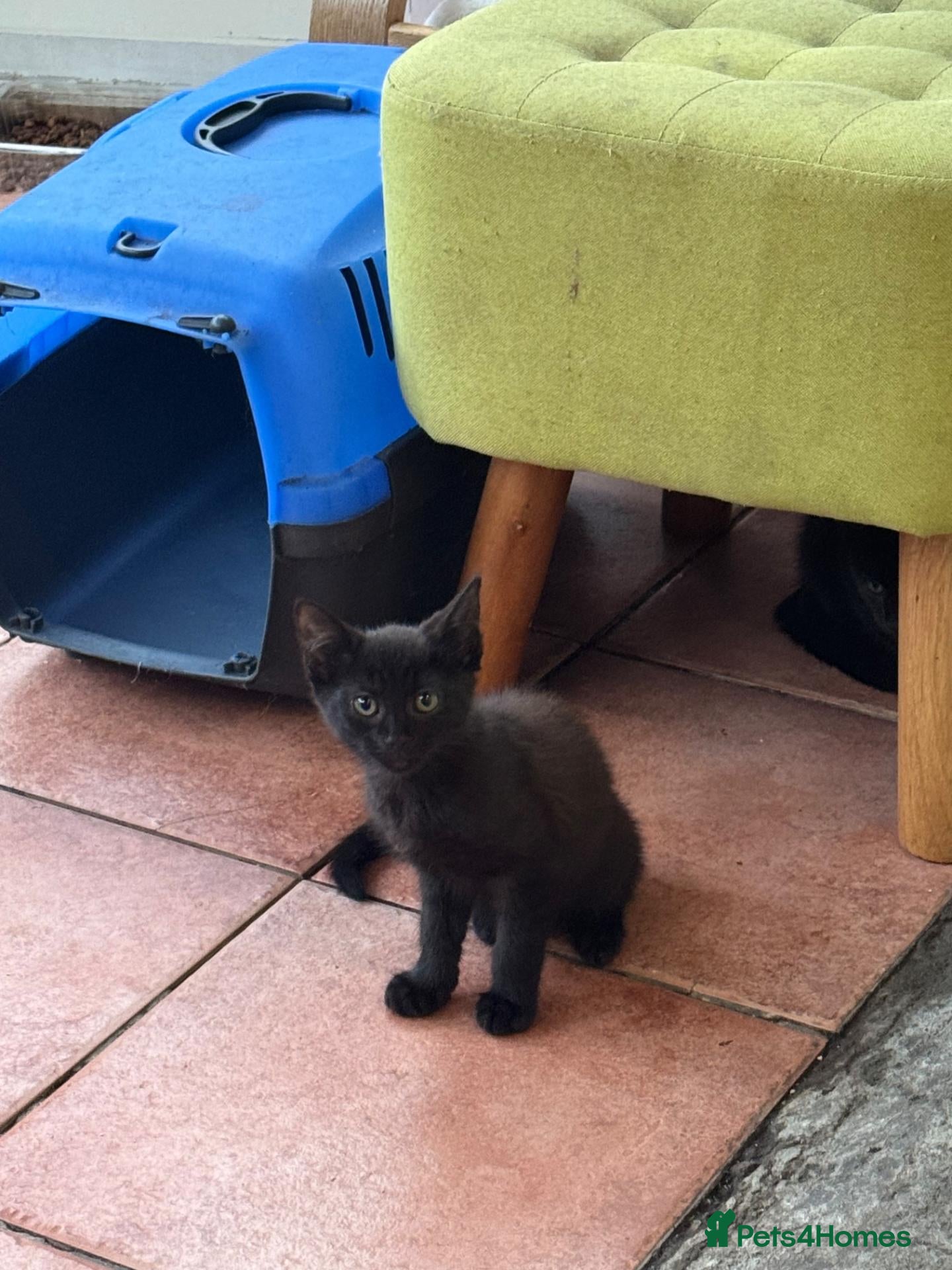 Mixed Breed cats 2 boys Black Russian  - Advert 4