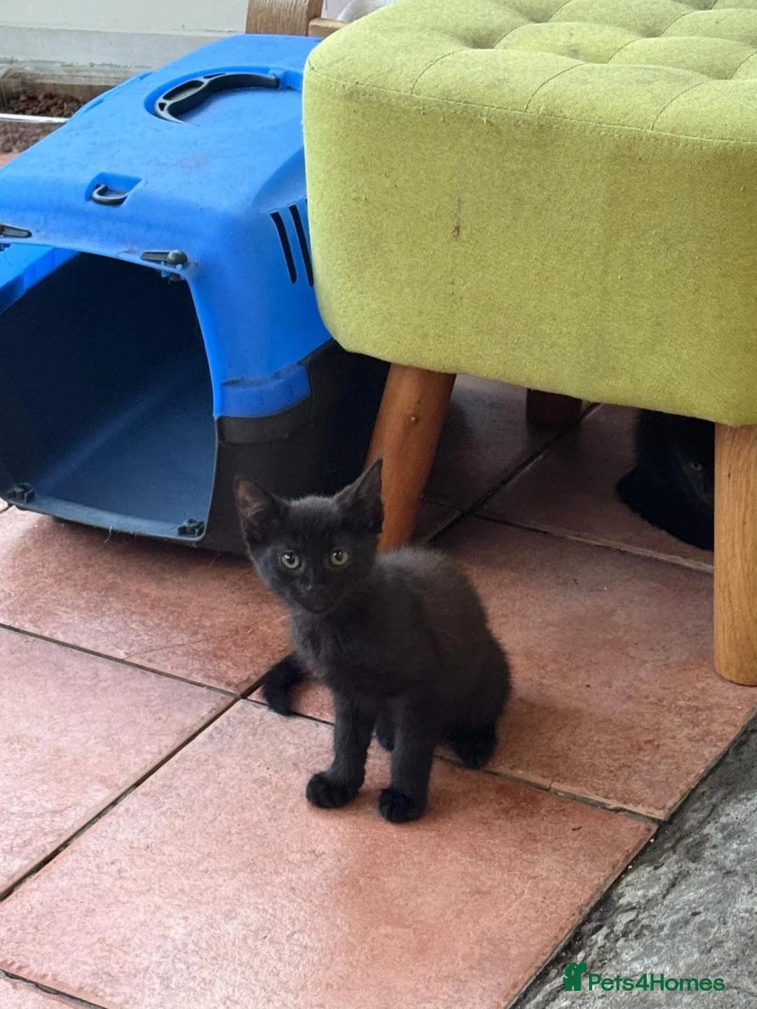 Mixed Breed cats for sale: 2 boys Black Russian  - Advert 1