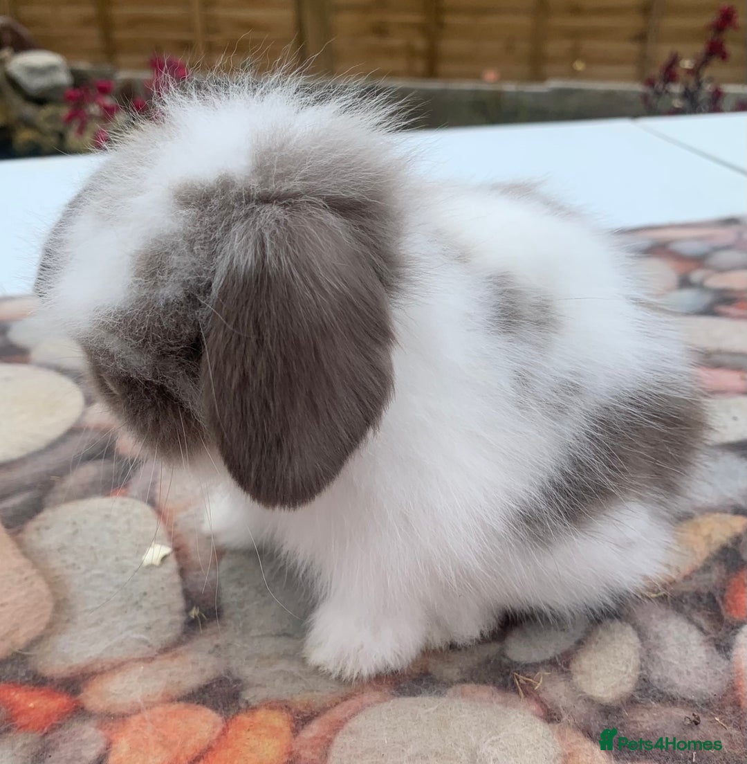 Mini Lion Lop rabbits for sale: Double mane lionlops ready now - Image 14