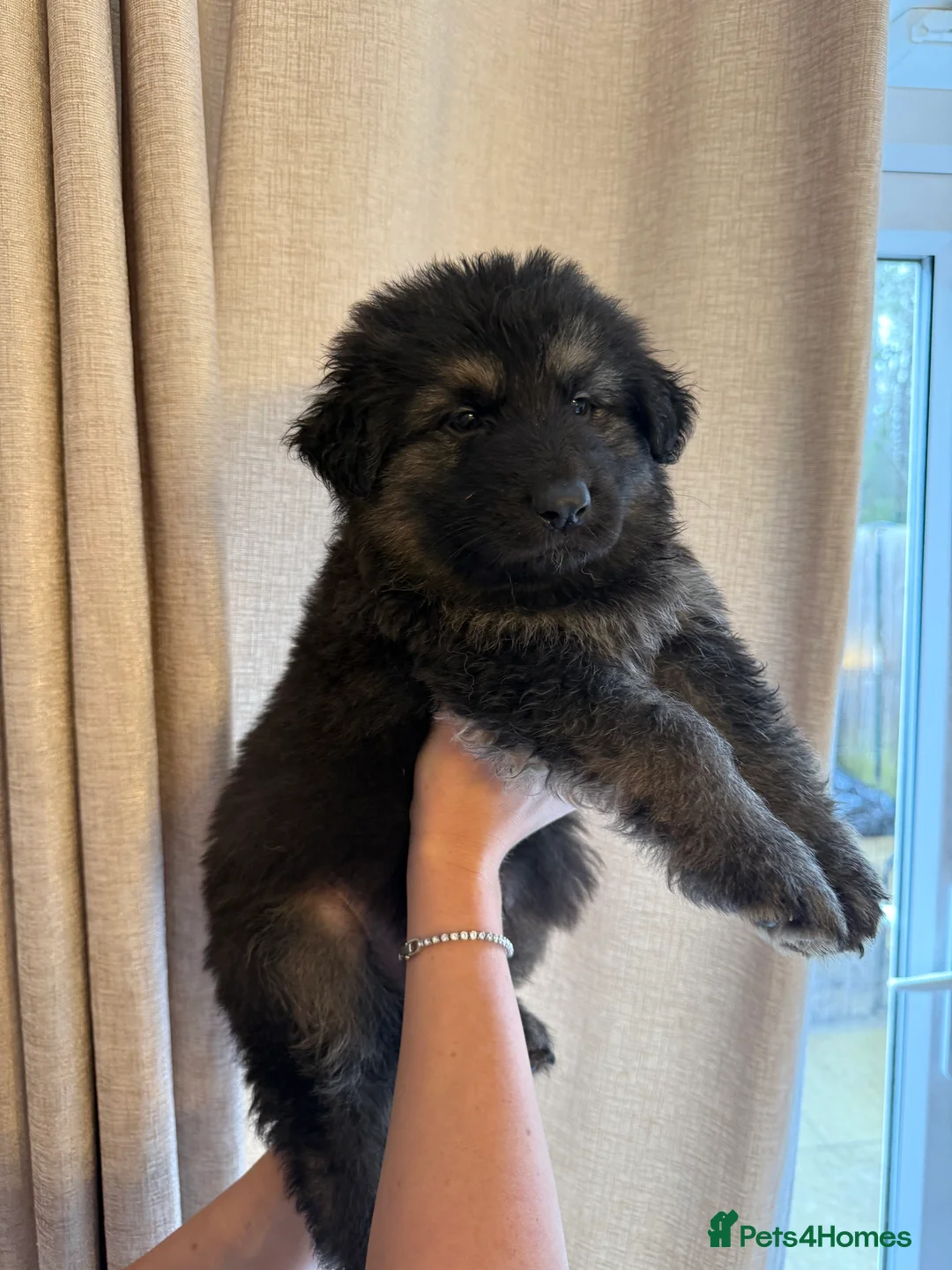 German Shepherd dogs for sale: German Shepherd Puppies - Advert 19