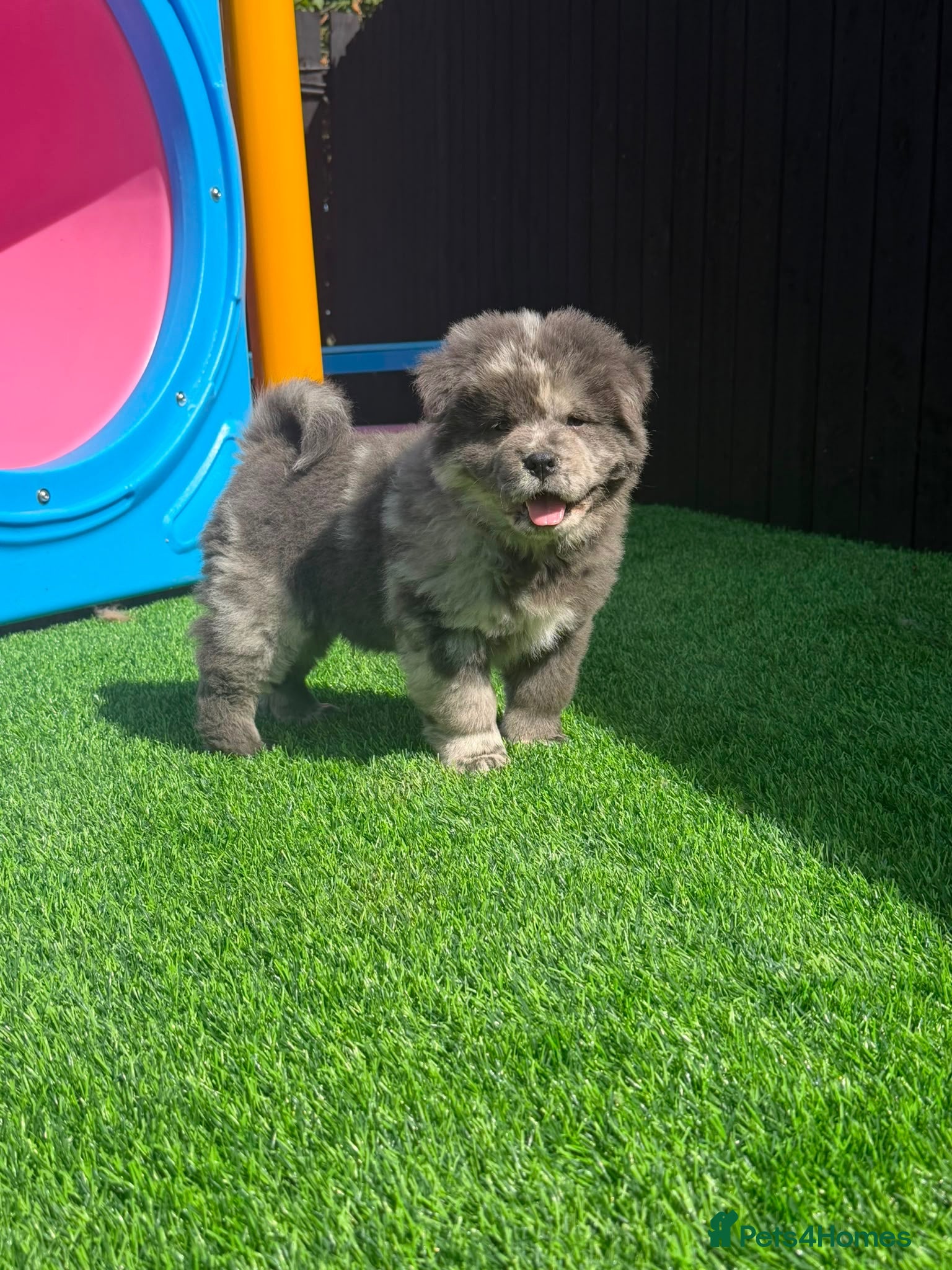 Chow Chow dogs Stunning Exotic colour chowski puppies for sale - Advert 1