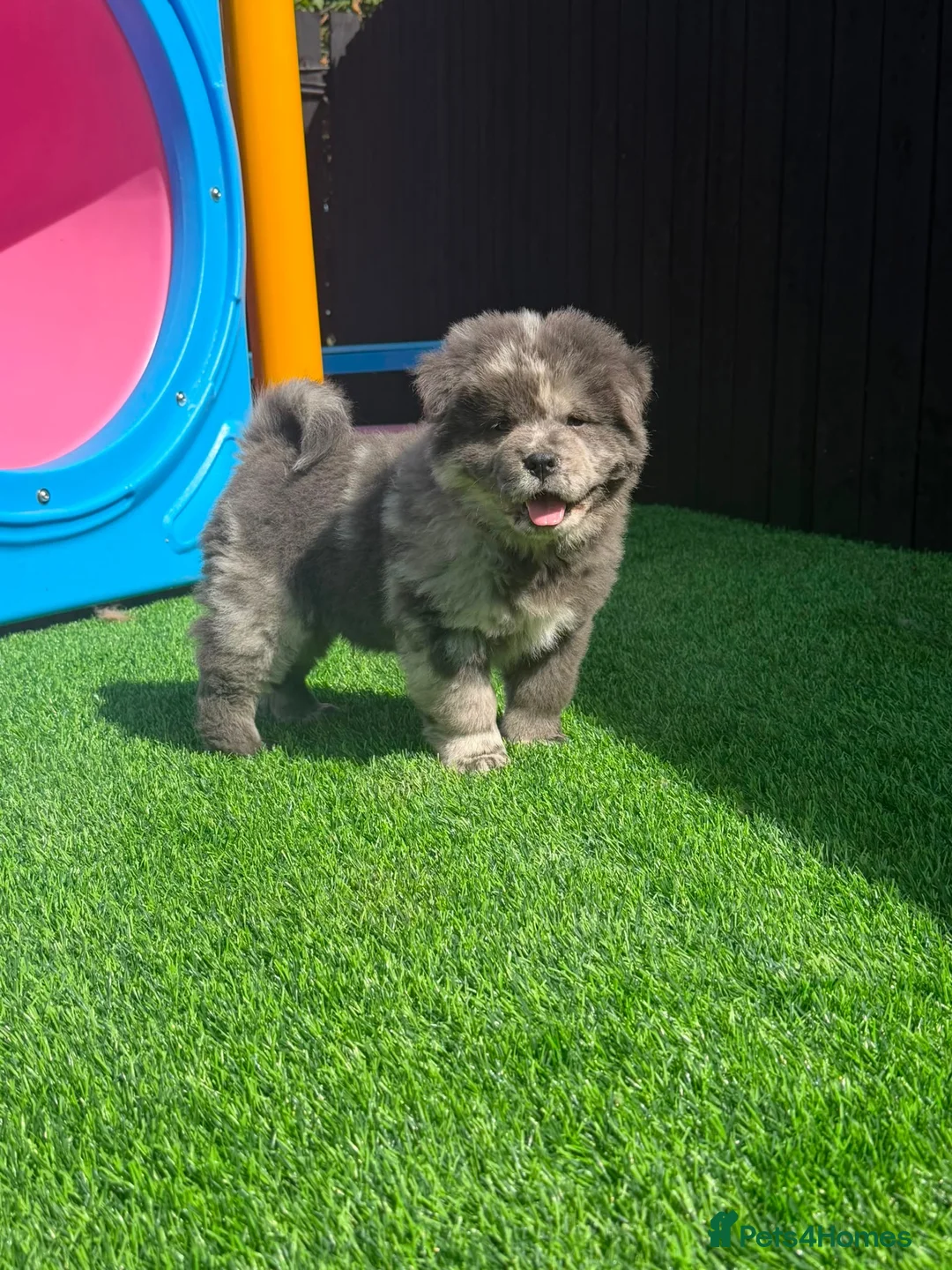 Chow Chow dogs for sale: Stunning Exotic colour chowski puppies for sale - Advert 1