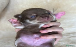 Chihuahua dogs for sale: Chihuahua 2 boys. Chocolate and black  - Image 17