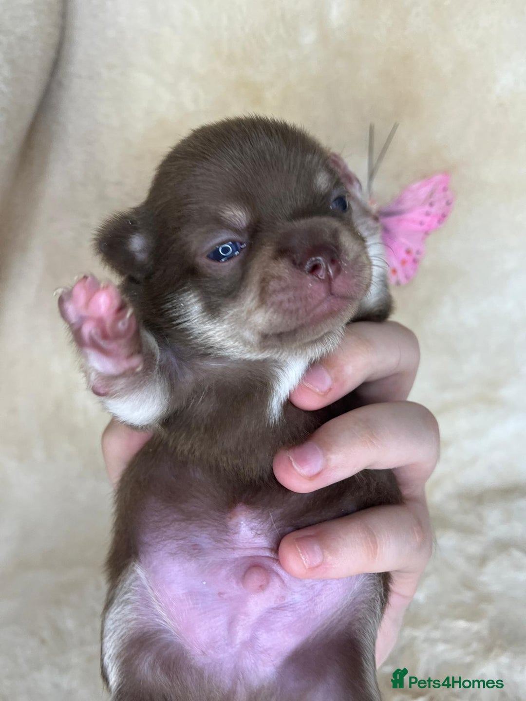 Chihuahua dogs for sale: Chihuahua 2 boys. Chocolate and black  - Image 17