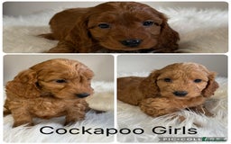 Cockapoo dogs for sale: Stunning Red F1 Cockapoo’s  - Advert 2