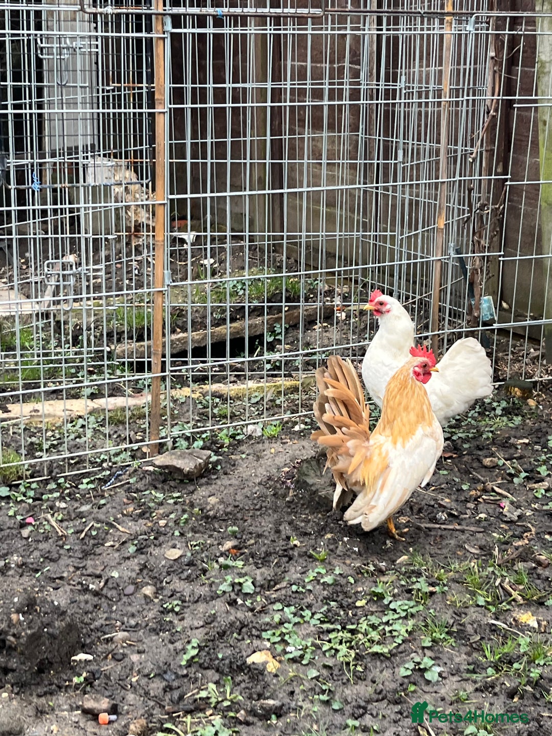 Chickens poultry for sale: Serama chicken  - Advert 3