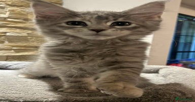 Maine Coon cats - Advert 10