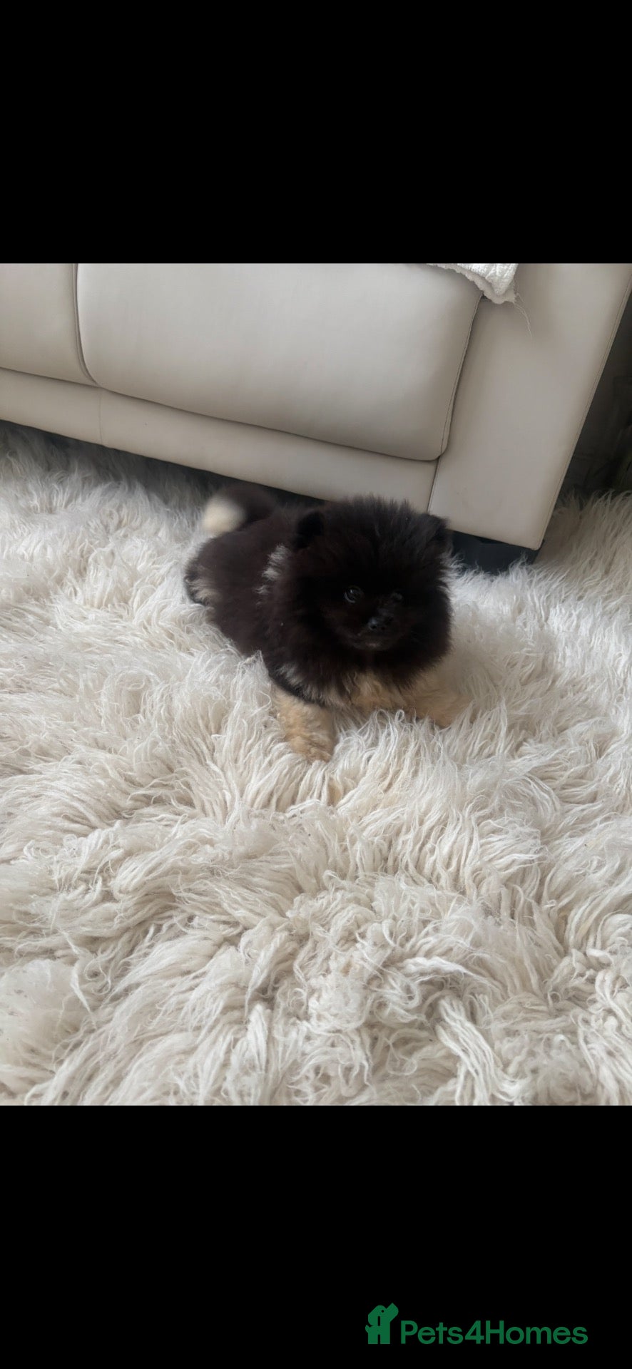 Pomeranian dogs Pomeranian  - Advert 19