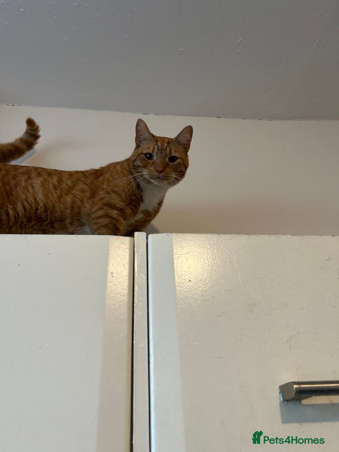 Mixed Breed cats for sale:  2 year old ginger and white cat - Advert 1