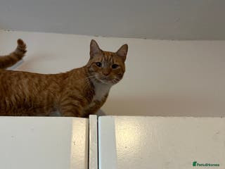 Mixed Breed cats 2 year old ginger and white cat - Advert 16