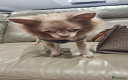 Chihuahua dogs for sale: Lilac Long Hair Chihuahua  - Image 5