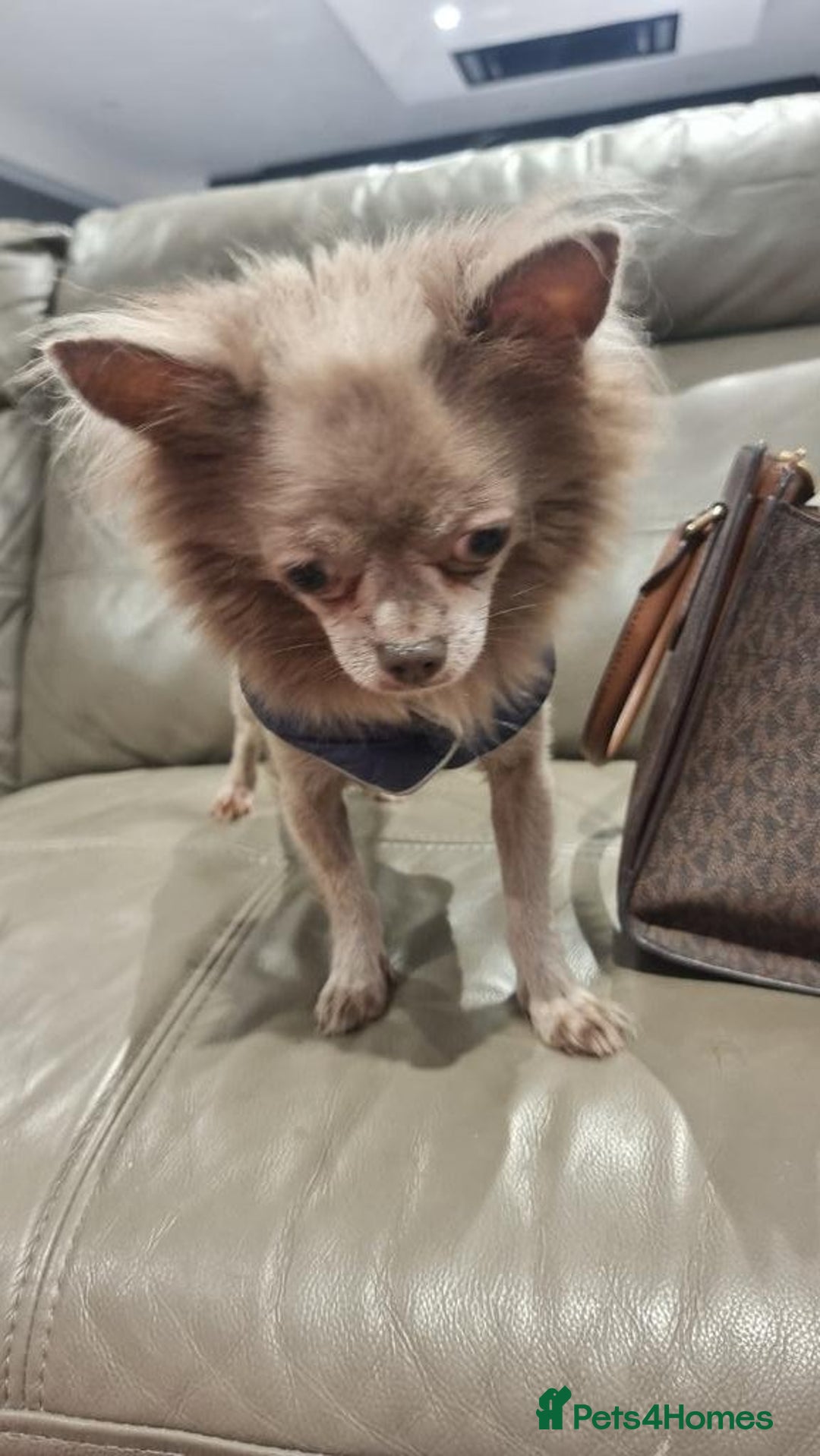 Chihuahua dogs for sale: Lilac Long Hair Chihuahua  - Image 5