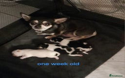 Chihuahua dogs for sale: 2 beautiful chihuahua pups - Image 3