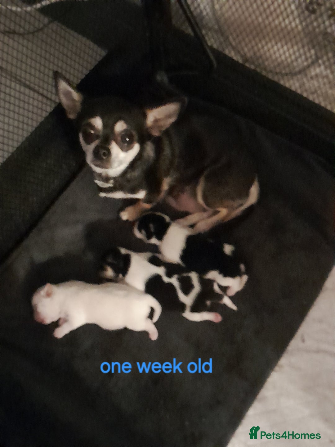 Chihuahua dogs for sale: 2 beautiful chihuahua pups - Image 3