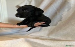 Labrador Retriever dogs for sale: Black Labradors for sale⭐️⭐️⭐️ - Image 2