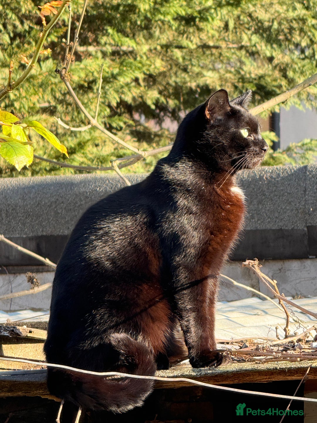 Bombay cats for sale: Paris the Bombay 🖤 - Image 15