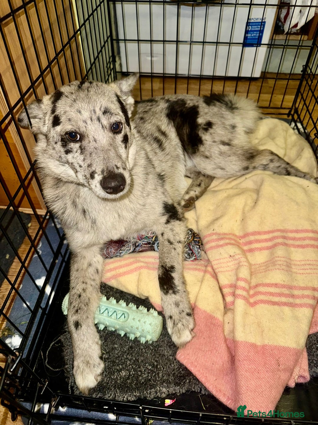 Mixed Breed dogs for adoption: 💙🐶 NICK(8 month) & ❤️🐶 MAILY (1 year)  - Advert 15