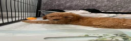 Cockapoo dogs for sale: STUNNING HEALTH CLEAR COCKAPOO PUPPIES  - Advert 11