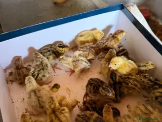 Quail poultry Baby jumbo quail - Advert 4