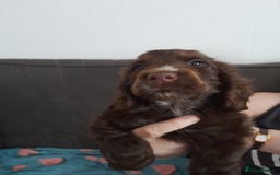 Cocker Spaniel dogs for sale: Beautiful kc reg show cocker puppies Ready Now - Image 4