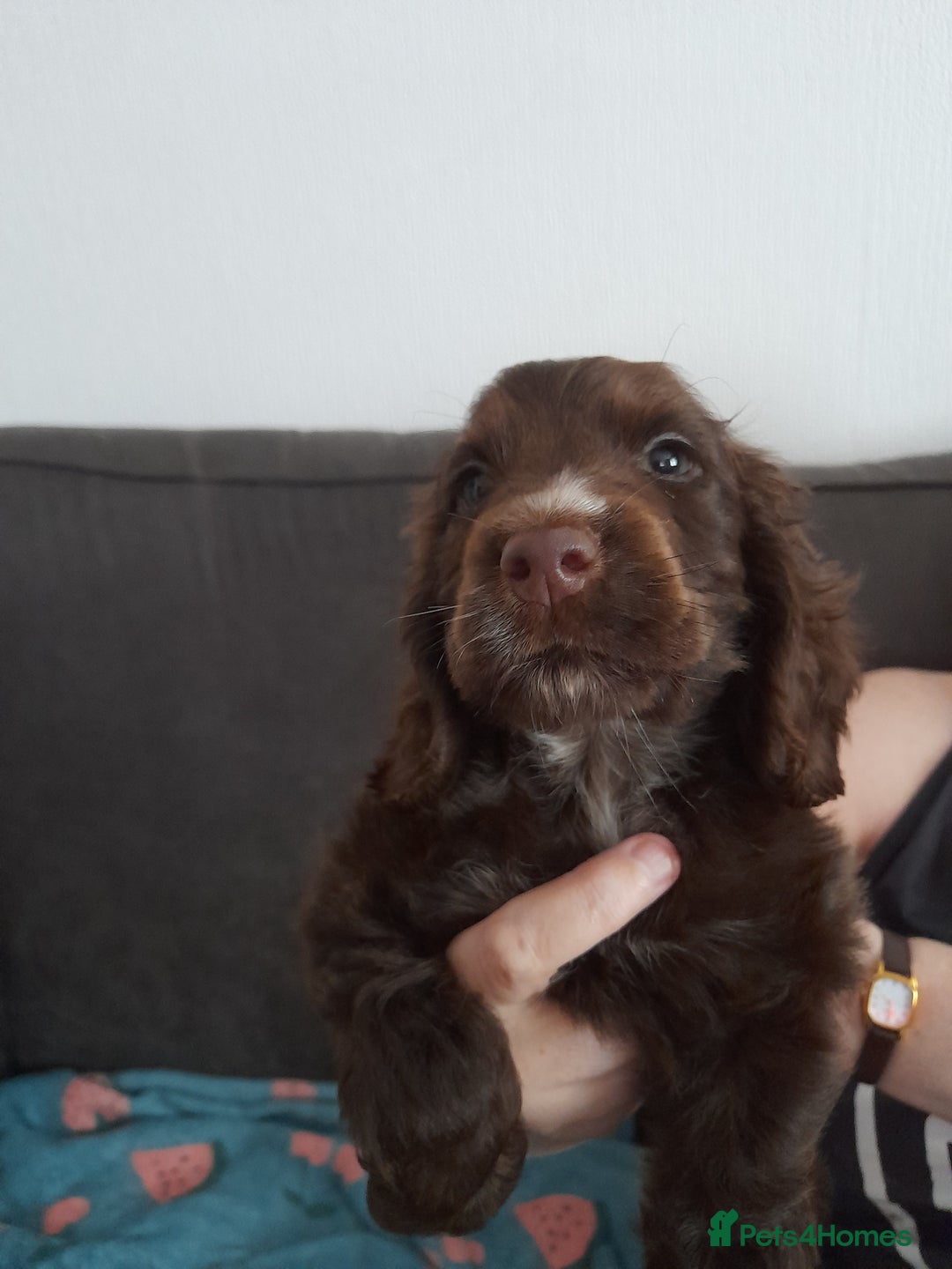 Cocker Spaniel dogs for sale: Beautiful kc reg show cocker puppies Ready Now - Image 4