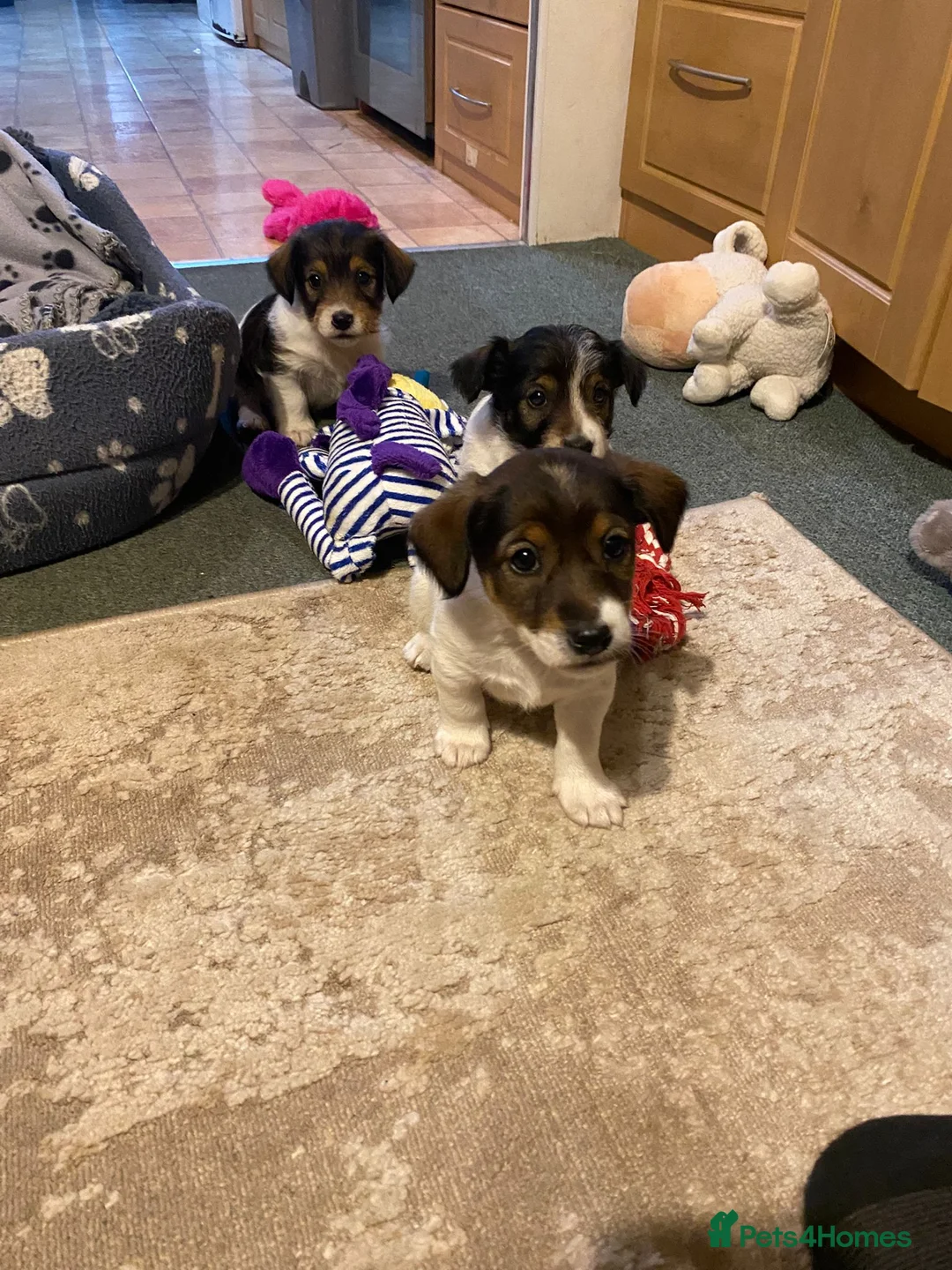 Jack Russell dogs for sale: Jack Russell puppies  - Advert 2