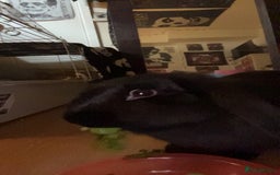 Mixed Breed rabbits for sale: Gorgeous bunny needs a new home  - Image 2