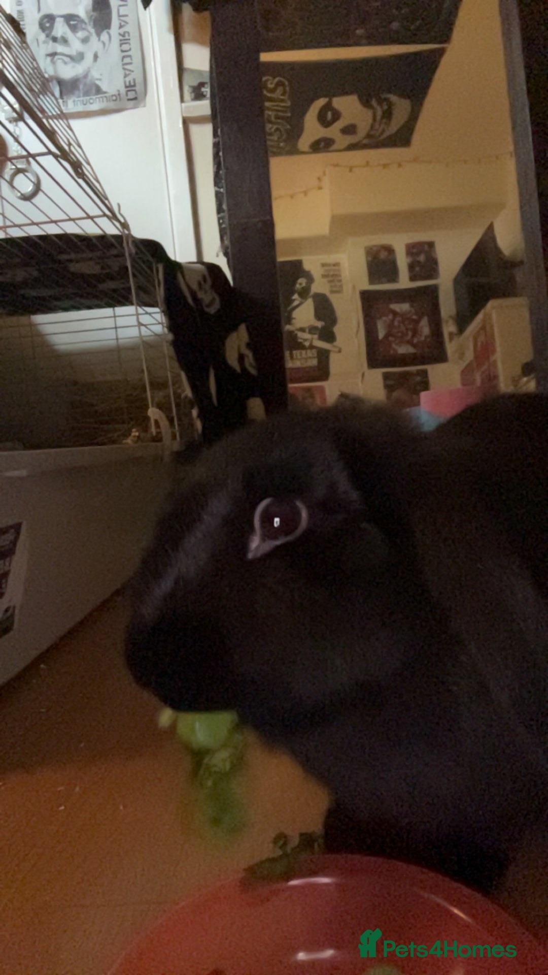 Mixed Breed rabbits for sale: Gorgeous bunny needs a new home  - Image 2